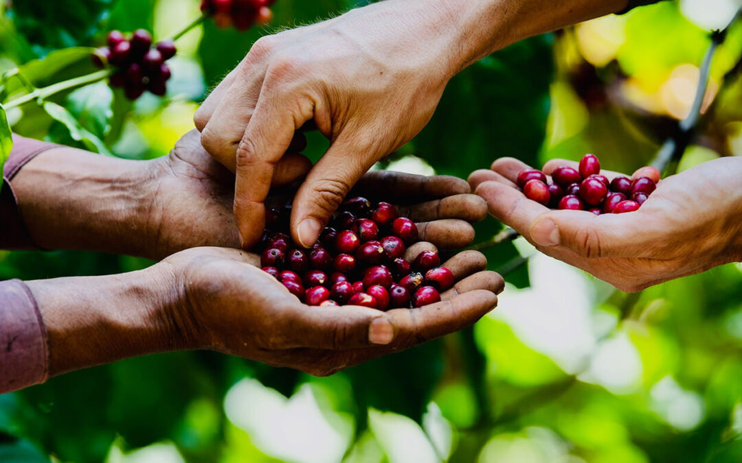 epay Deutschland ermöglicht Schulmahlzeiten in Burundi dank Kooperation mit Social Coffee Company